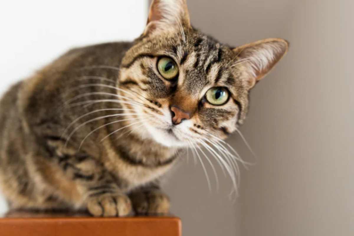 Gatti