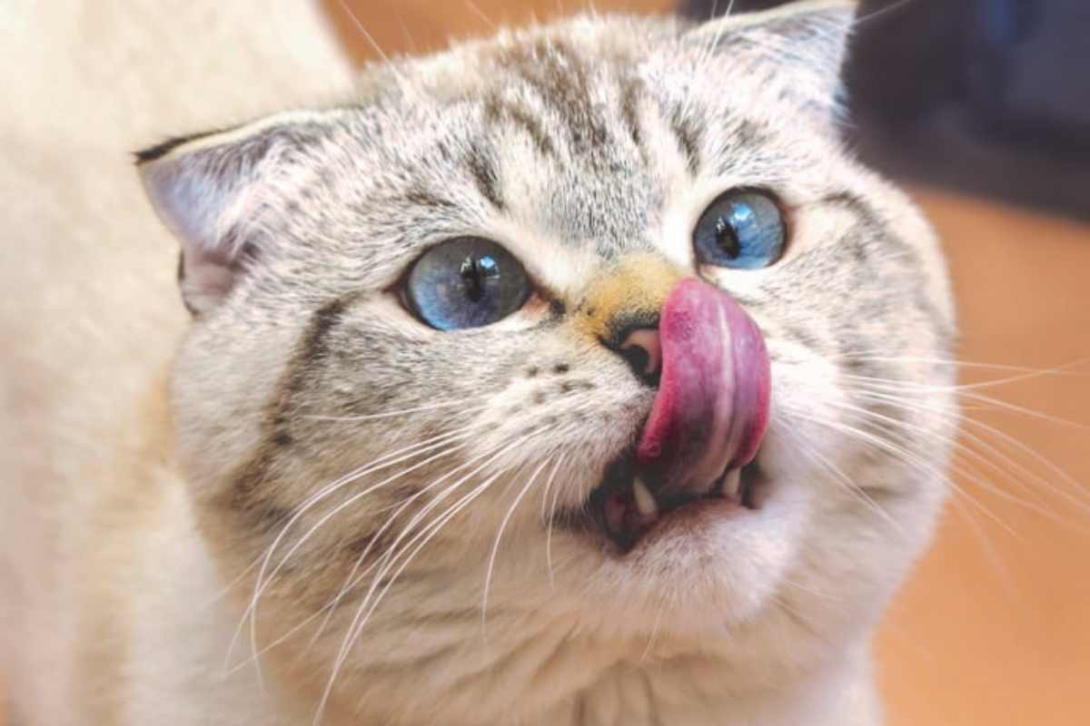 Gatti